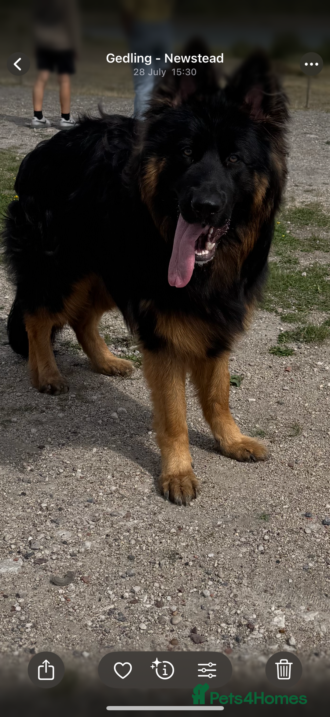 German Shepherd dogs for sale: Perfect 1 year old German Shephard - Long Haired - Image 2
