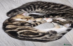 Mixed Breed cats for sale: Stunning maine coon cross kittens - Image 2