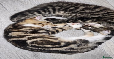 Mixed Breed cats - Advert 3