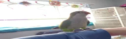 Mixed Breed birds for sale: Hand tame pair of budgies and semi tame Quaker  - Advert 20