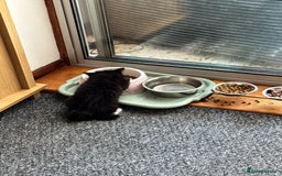 Mixed Breed cats for sale: 2 gorgeous long haired females available - Image 14