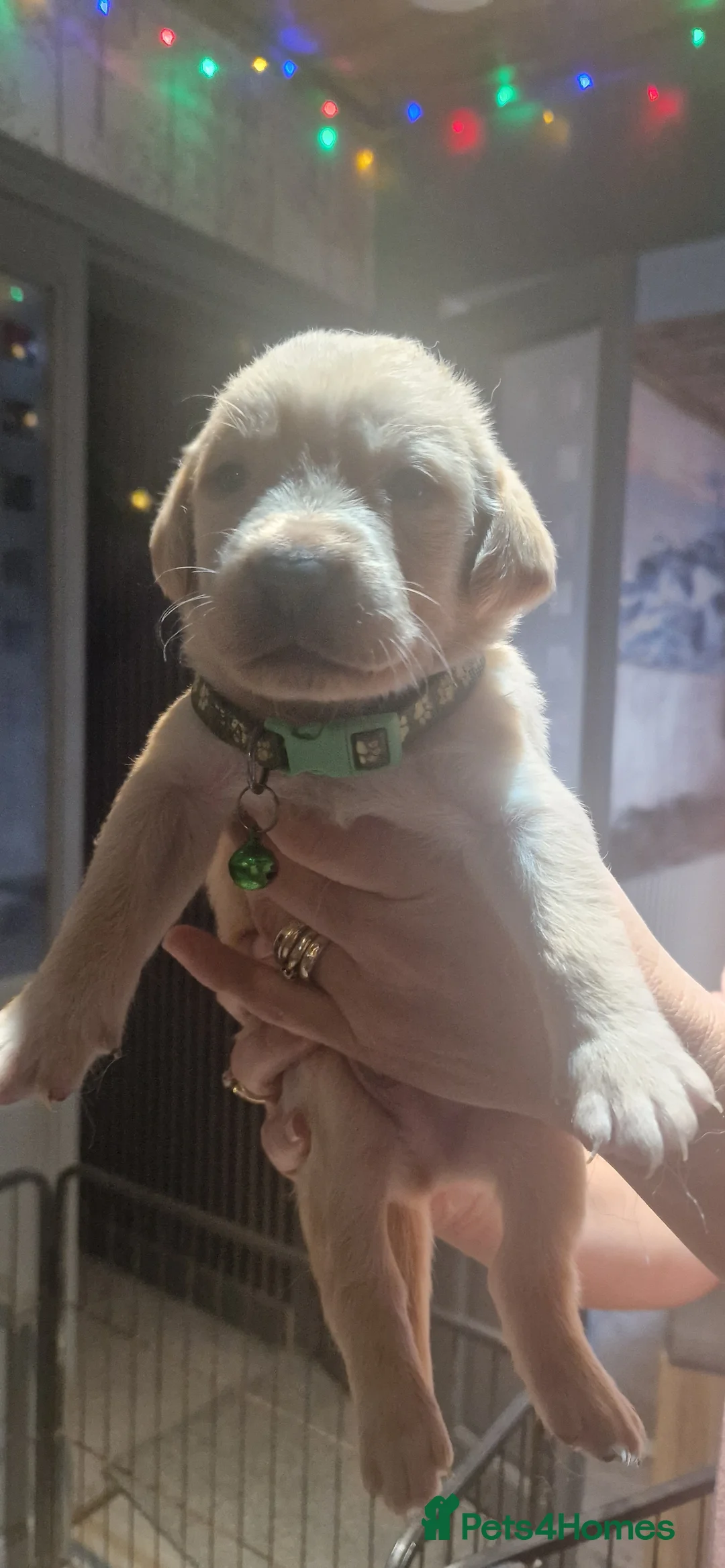 Labrador Retriever dogs for sale: 8 golden/fox red labradors  - Advert 5