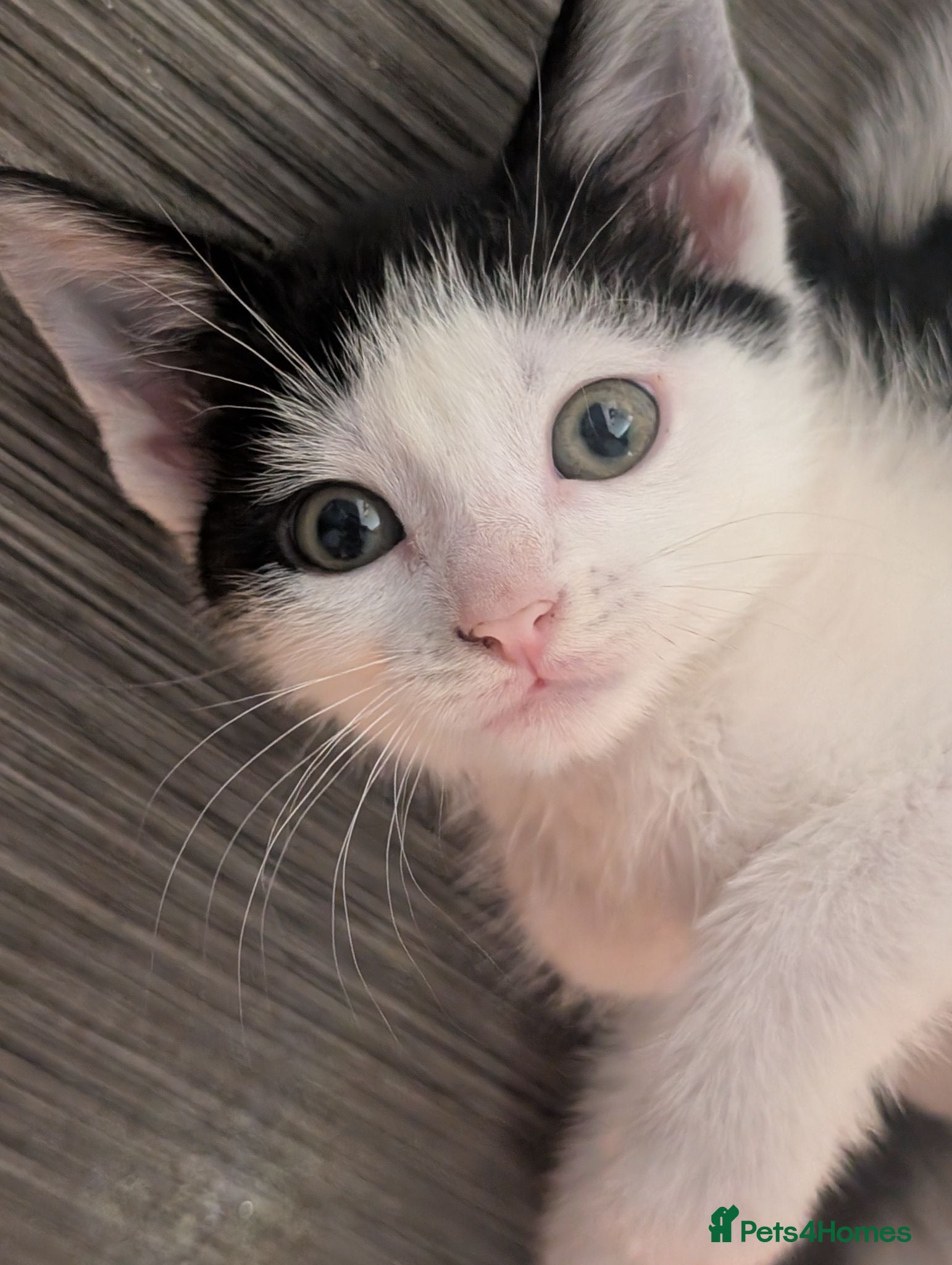 Domestic Shorthair cats ❤️ Meet Dotty – Looking for Her Forever Family ⭐ - Advert 10