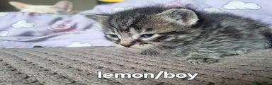 Lemon
