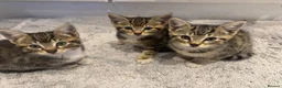 Mixed Breed cats for sale: Three beautiful kittens  - Advert 5