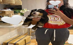 Bernese Mountain Dog dogs for sale: Bernese Mountain Dog Puppies - Image 11