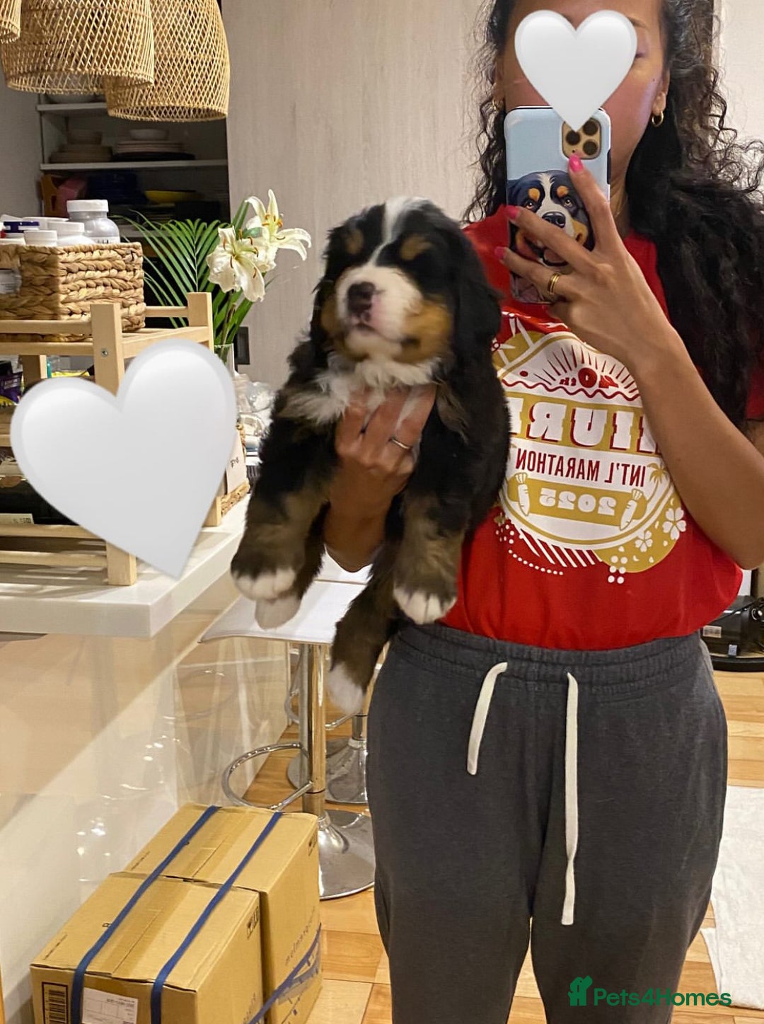 Bernese Mountain Dog dogs for sale: Bernese Mountain Dog Puppies - Image 11