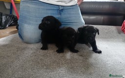 Labrador Retriever dogs for sale: Beautiful litter of black labrador puppies  - Image 3