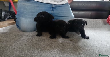 Labrador Retriever dogs - Advert 16