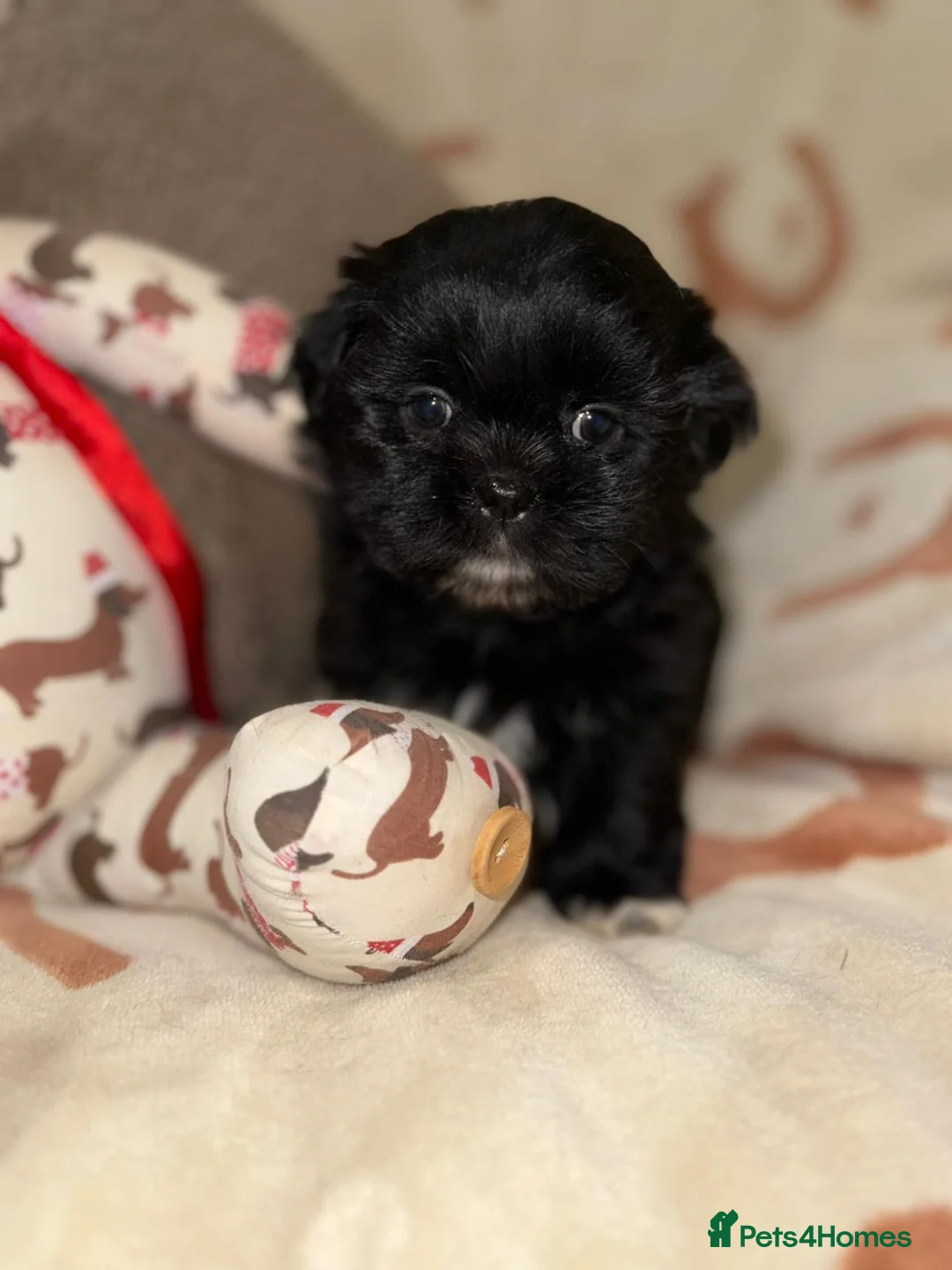 Shih Tzu dogs for sale: Stunning Black Shih Tzu Puppies - Advert 11