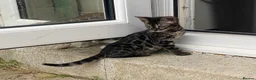 Bengal cats for sale: Girl and Boy Pedigree Bengal Kittens ready now - Advert 17