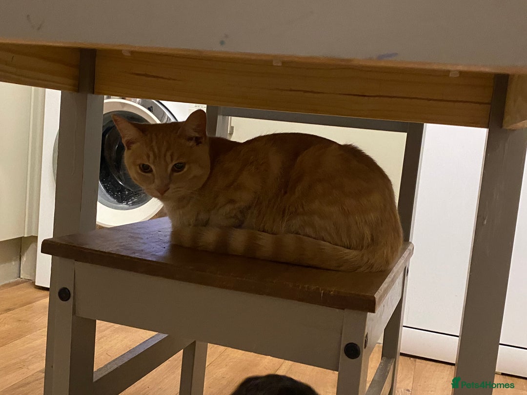 British Shorthair cats for sale: 2 cats for rehoming - Advert 4