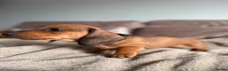 Miniature Dachshund dogs for sale: Last one KCreg Miniature dachshunds red&shaded red - Advert 15
