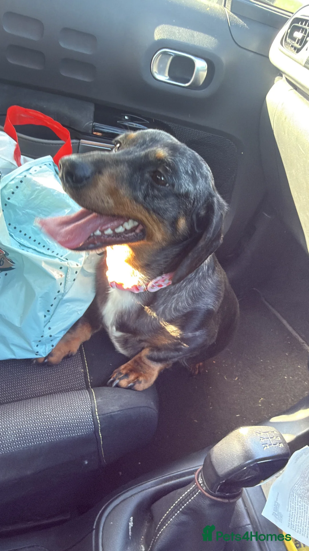 Dachshund dogs for sale: Loving 3 year old dachshund  - Advert 7