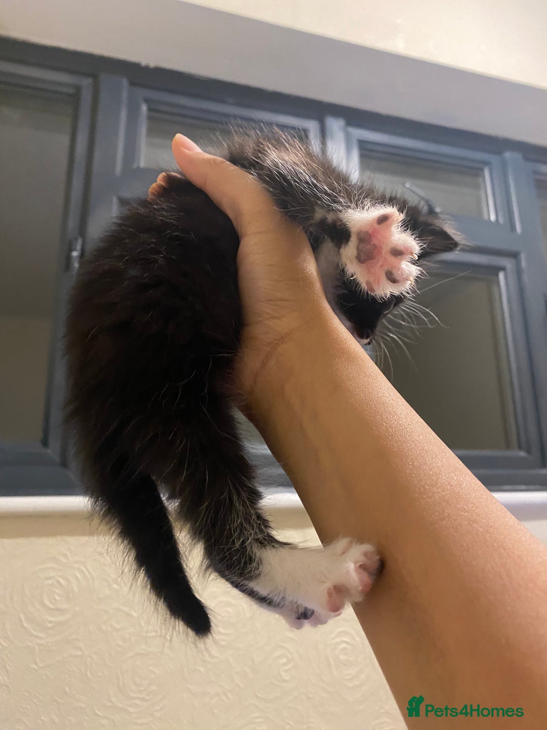 Mixed Breed cats for sale: Adorable kittens for sale - Image 12