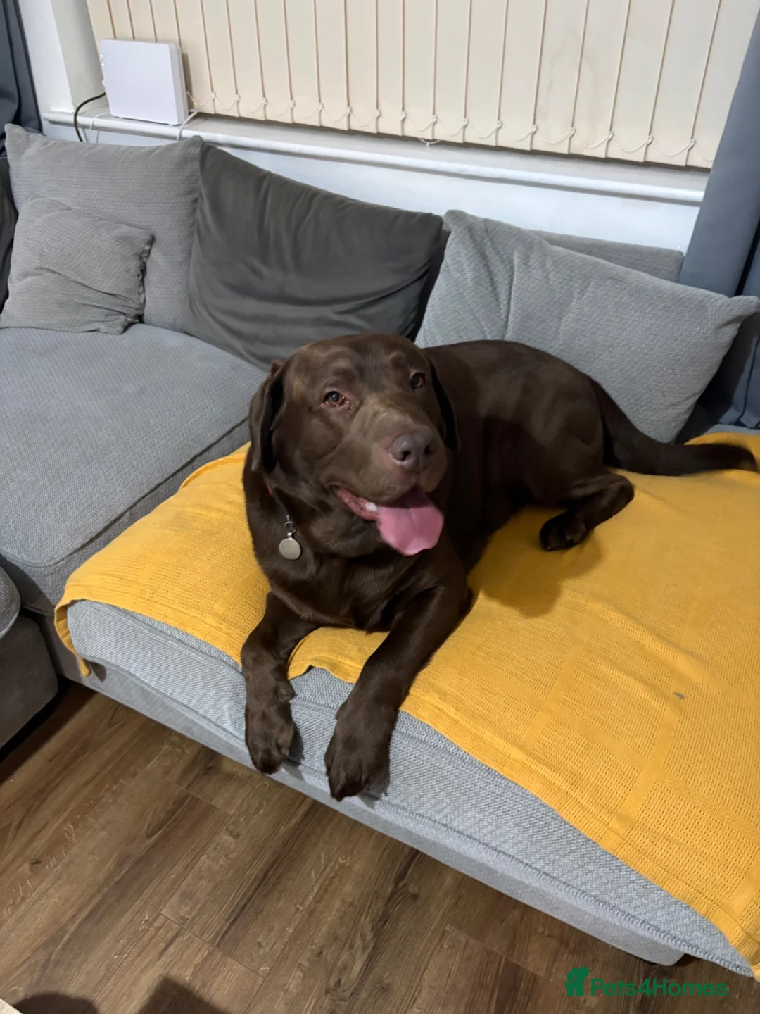 Labrador Retriever dogs for stud: Milo - Amazing boy available for Stud  in Manchester - Advert 1