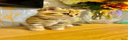 Scottish Fold cats for sale: 🥰Purebred Scottish folds looking for parents🐾 - Advert 20