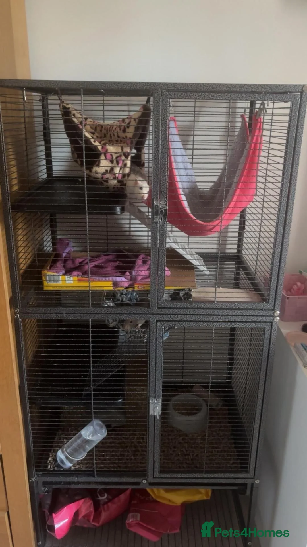 Rat rodents for sale: 2x rats and cage for sale - Advert 2