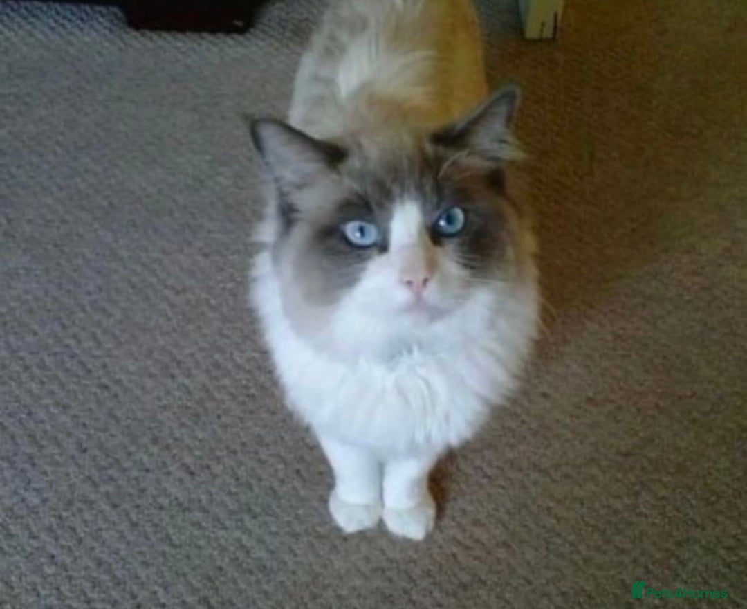 Ragdoll cats for sale: Ragdoll Cross Maine Coon Kitten  - Image 13