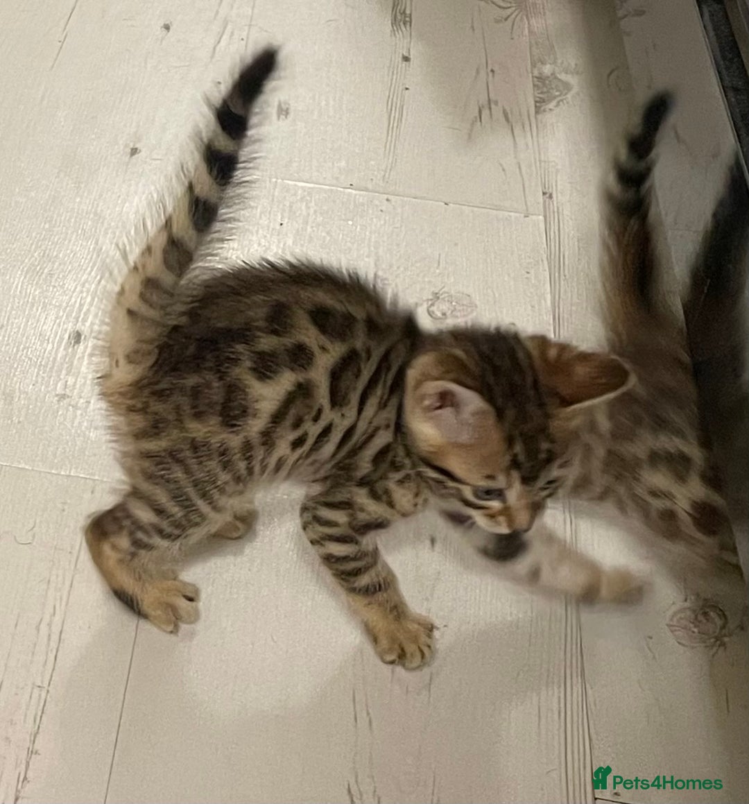 Bengal cats for sale: Bengal kittens - Advert 4