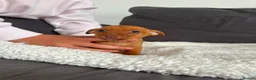 Jack Russell dogs for sale: Jack Russel puppies - Advert 8