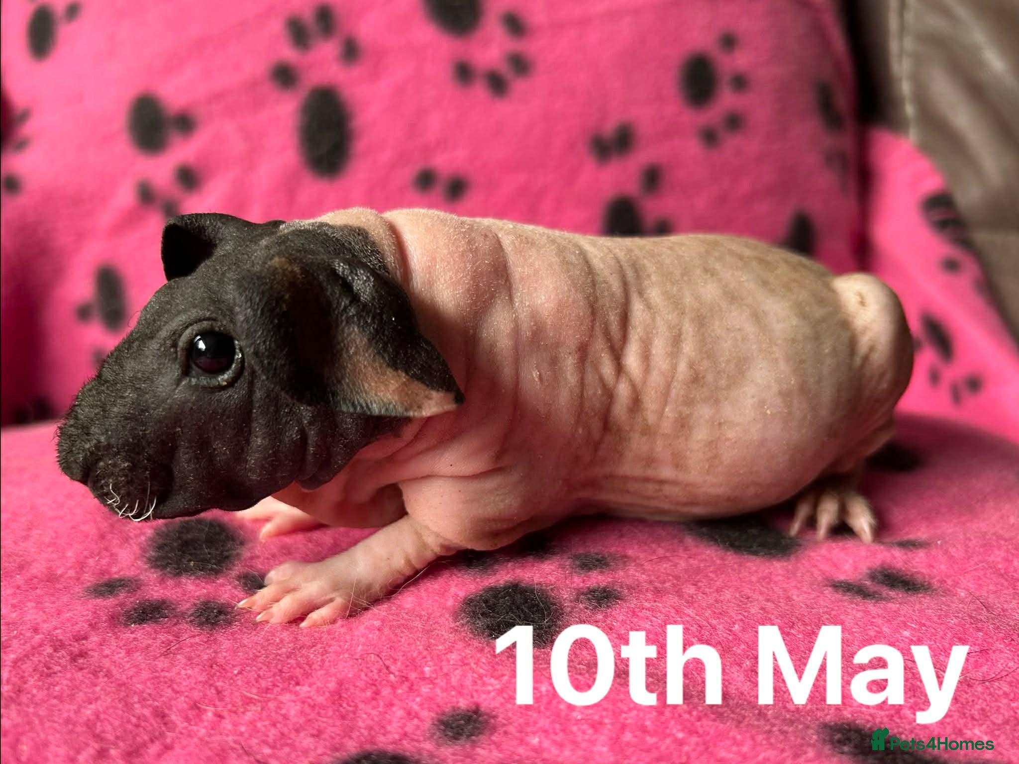 Guinea Pig rodents Skinny Pig Sows.  - Advert 13