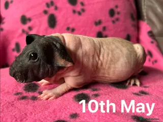 Guinea Pig rodents Skinny Pig Sows. - Advert 3