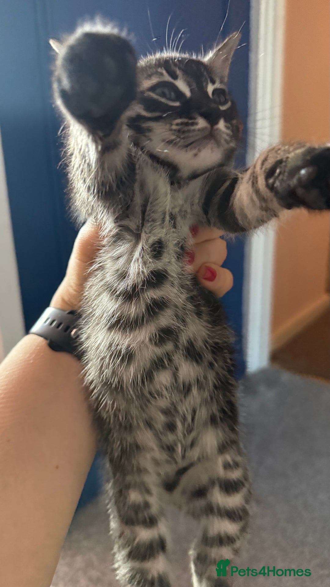 Mixed Breed cats for sale: Mixed bengal kittens - Advert 7