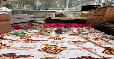 Welsh Corgi Pembroke dogs - Advert 2