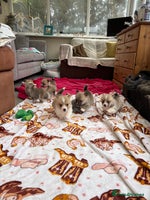 Welsh Corgi Pembroke dogs - Advert 2