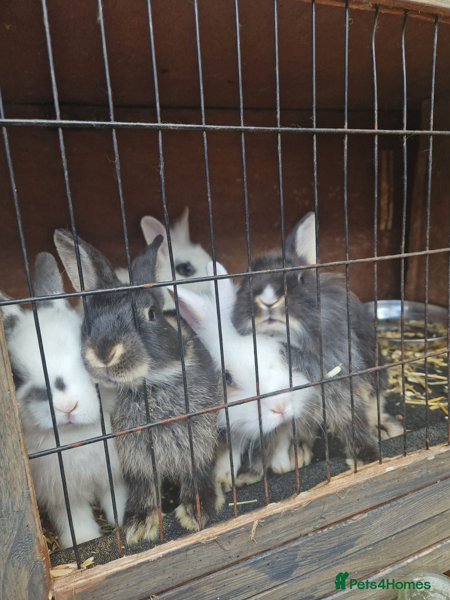 Lionhead rabbits 5 lionhead rabbit are looking for new house - Advert 3
