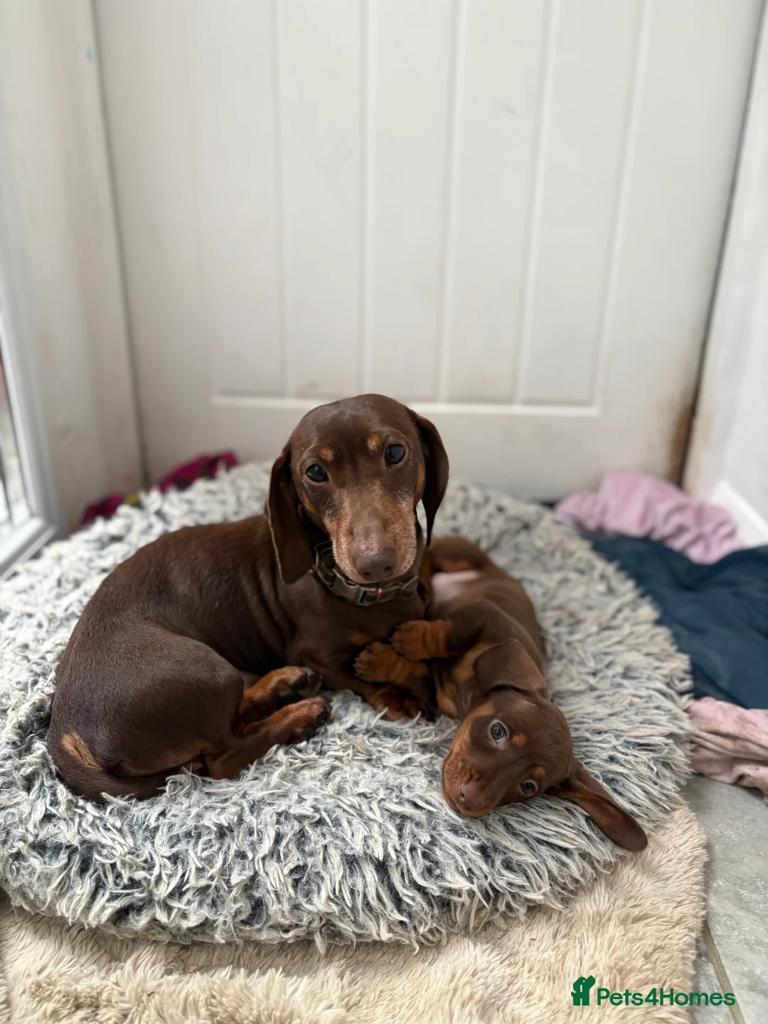 Miniature Dachshund dogs for sale: Perfect Miniature Dacshunds London/Kent - Advert 15