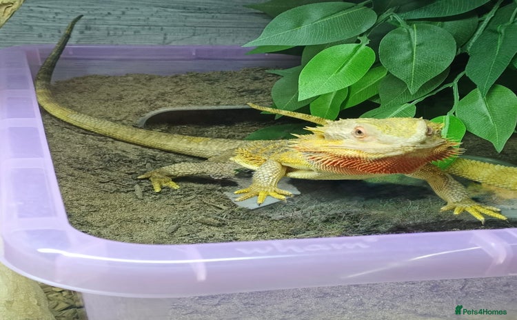 Bearded Dragon reptiles - Advert 3