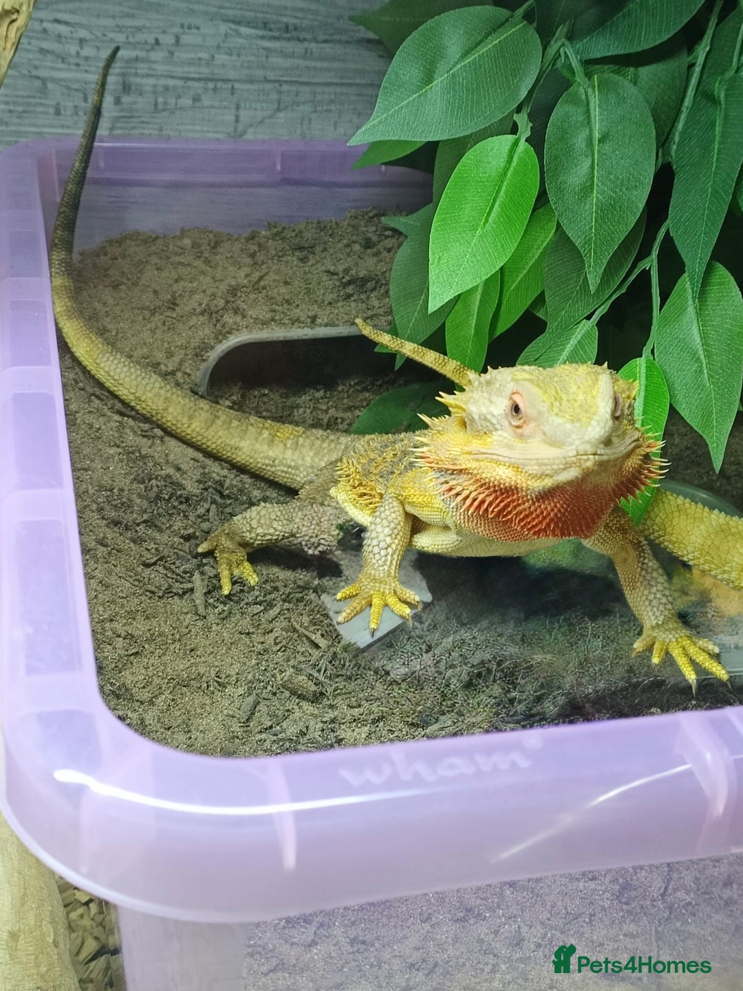 Bearded Dragon reptiles for sale: 2 year old male bearded dragon  - Image 1