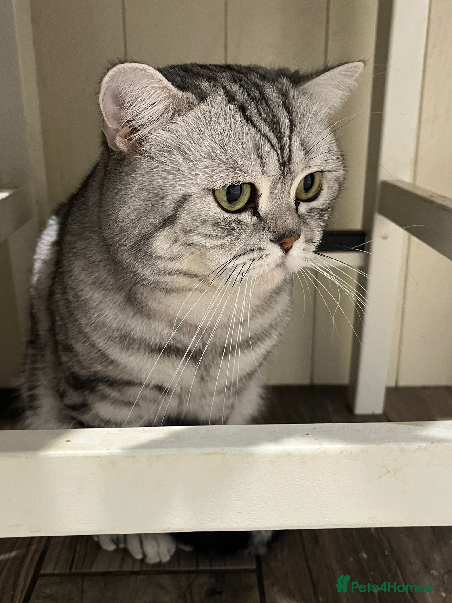 British Shorthair cats GCCF Active, Silver Tabby  - Advert 1