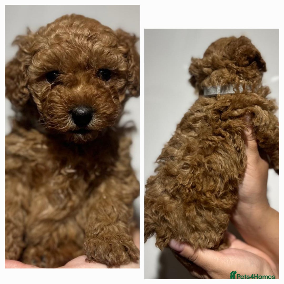 Maltipoo dogs for sale: Maltipoo  - Image 4