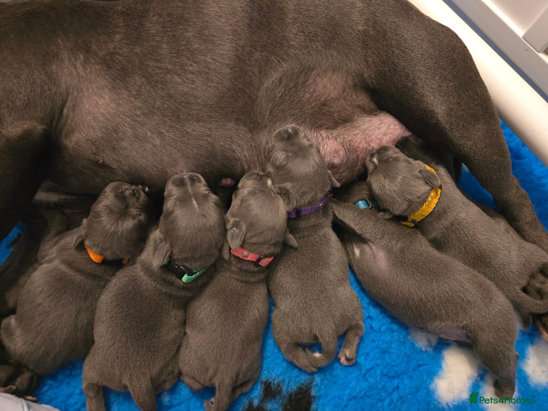 Staffordshire Bull Terrier dogs for sale: 🔥 Blue Staffie Pups 🐾 3 Girls & 1 Boy Available - Advert 4