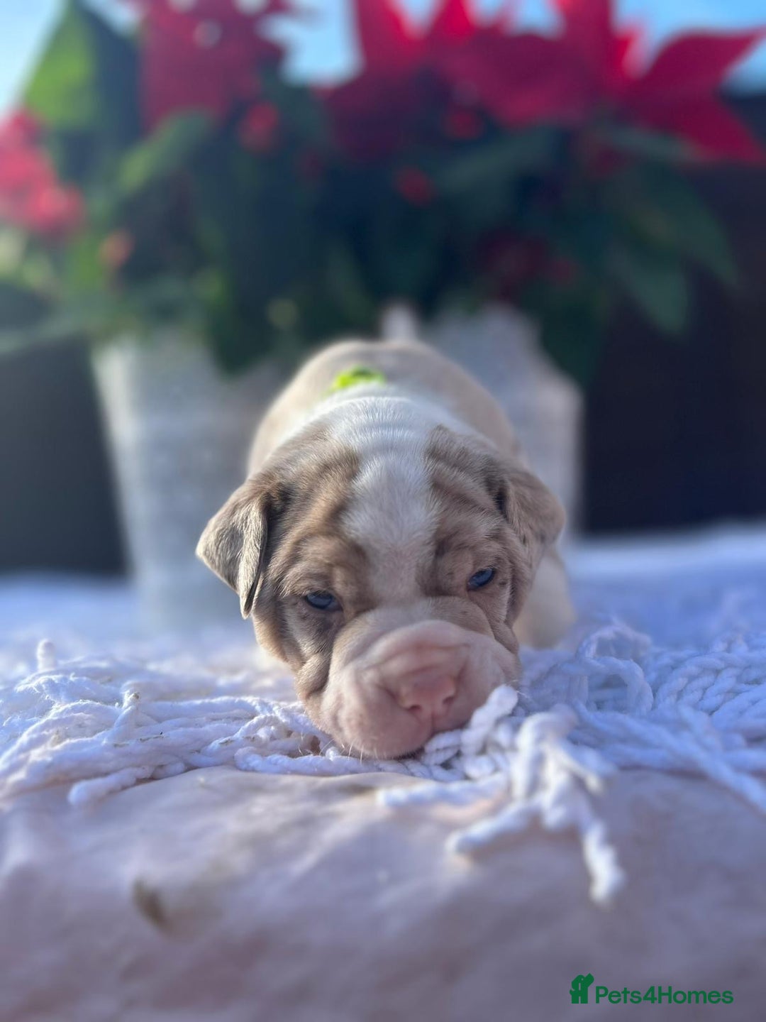 Mixed Breed dogs for sale: Old tyme bulldog x american bulldog puppies - Advert 6