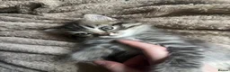 Perdoll cats for sale: Persian Ragdoll Tabby Kittens  - Advert 2