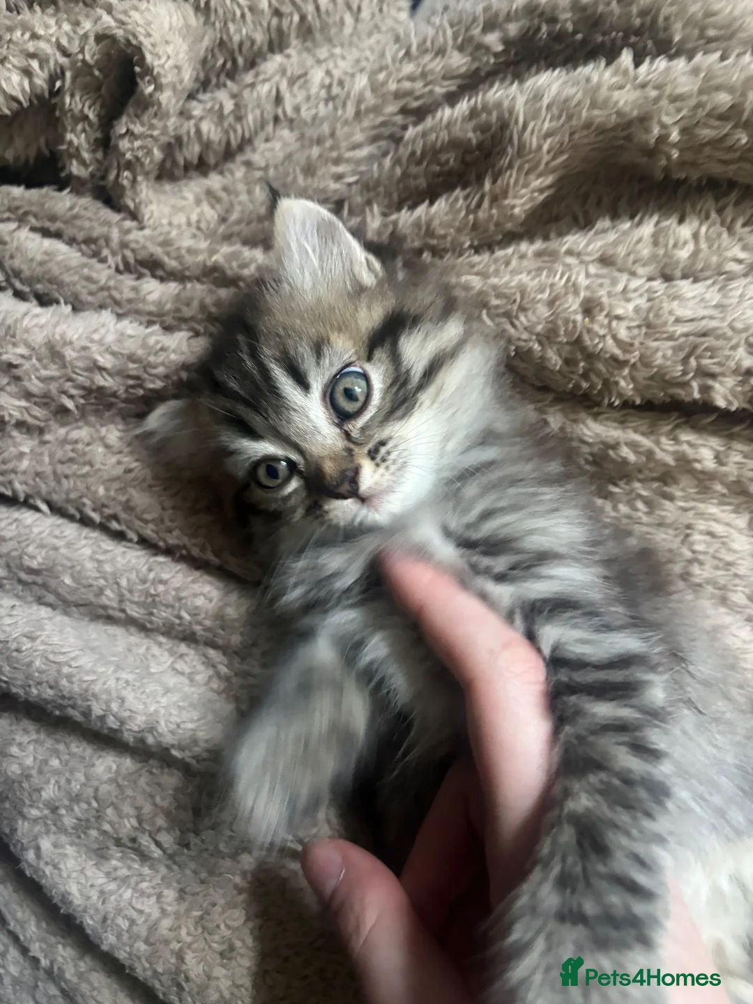 Perdoll cats for sale: Persian Ragdoll Tabby Kittens  - Advert 2