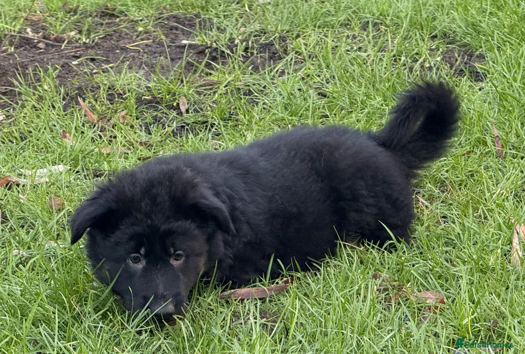 German Shepherd dogs for sale: Long coat GSD Pups With Health tested Parents - Advert 11