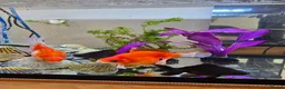 Goldfish fish for sale: 4 Happy Goldfish & Complete Setup in Fleet - Advert 5