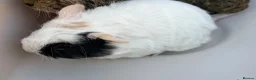 Guinea Pig rodents for sale: Guinea Pigs looking for their forever home - Advert 4