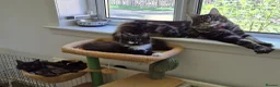 Maine Coon cats for sale: XL maine coon kittens GCCF  - Advert 19