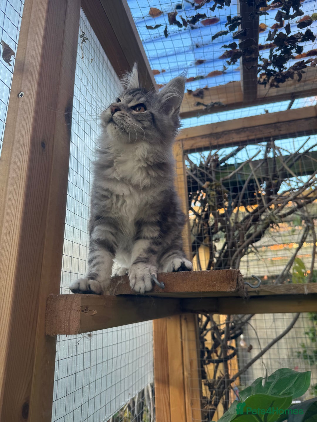 Maine Coon cats for sale: Stunning silver/black tabby MC boys available  - Advert 11