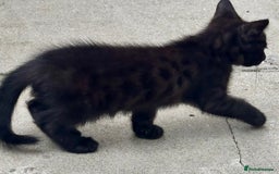 Savannah cats for sale: Savannah Kittens - Image 16