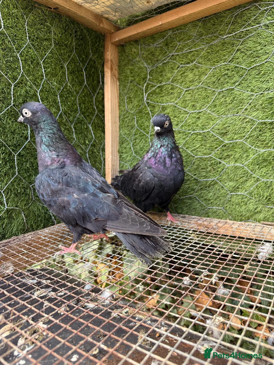 Pigeons birds for sale: 20 Mix  pigeon for sale - Advert 6