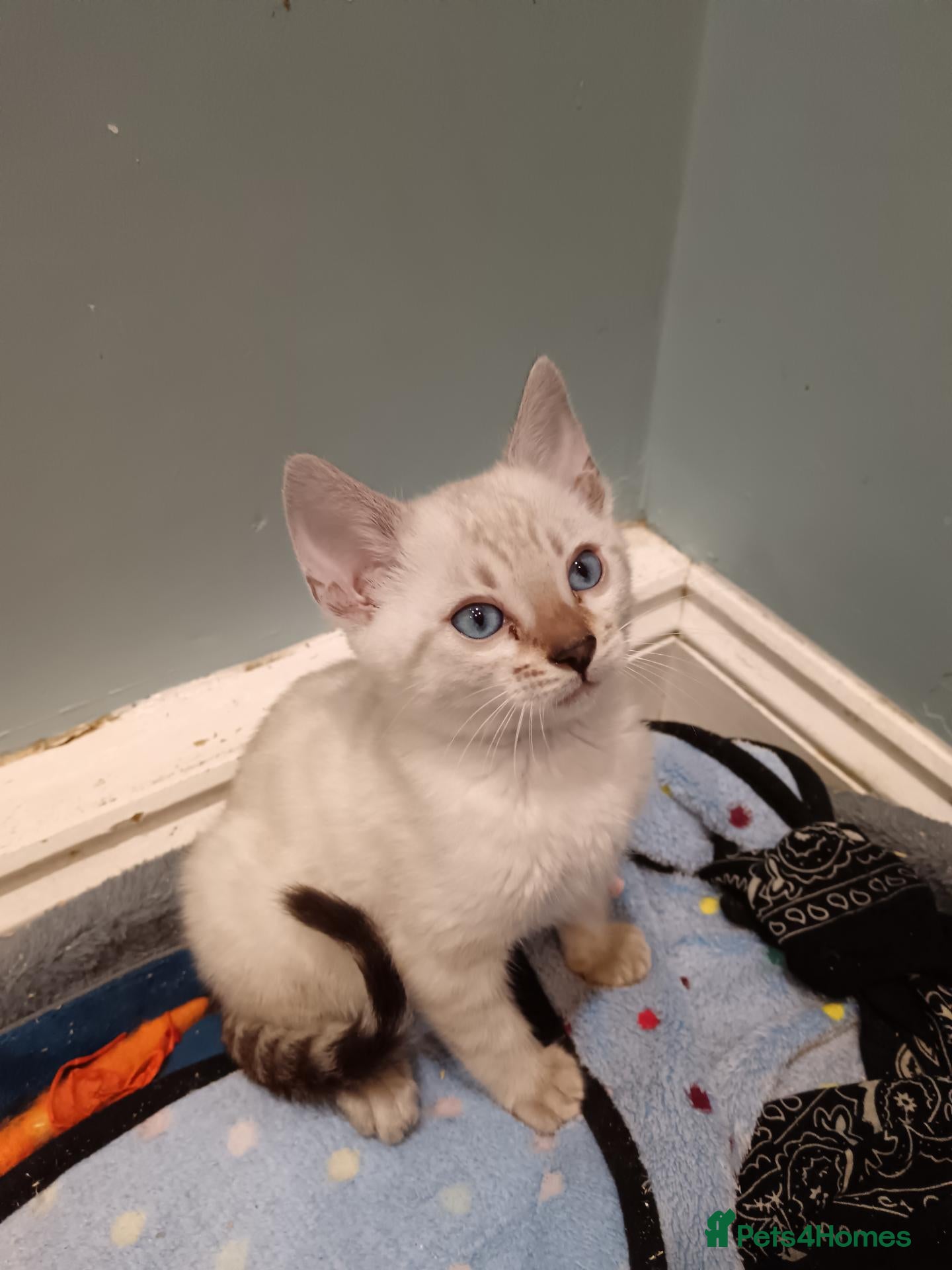 Bengal cats for sale: F6 TICA RG BENGALS  - Advert 1