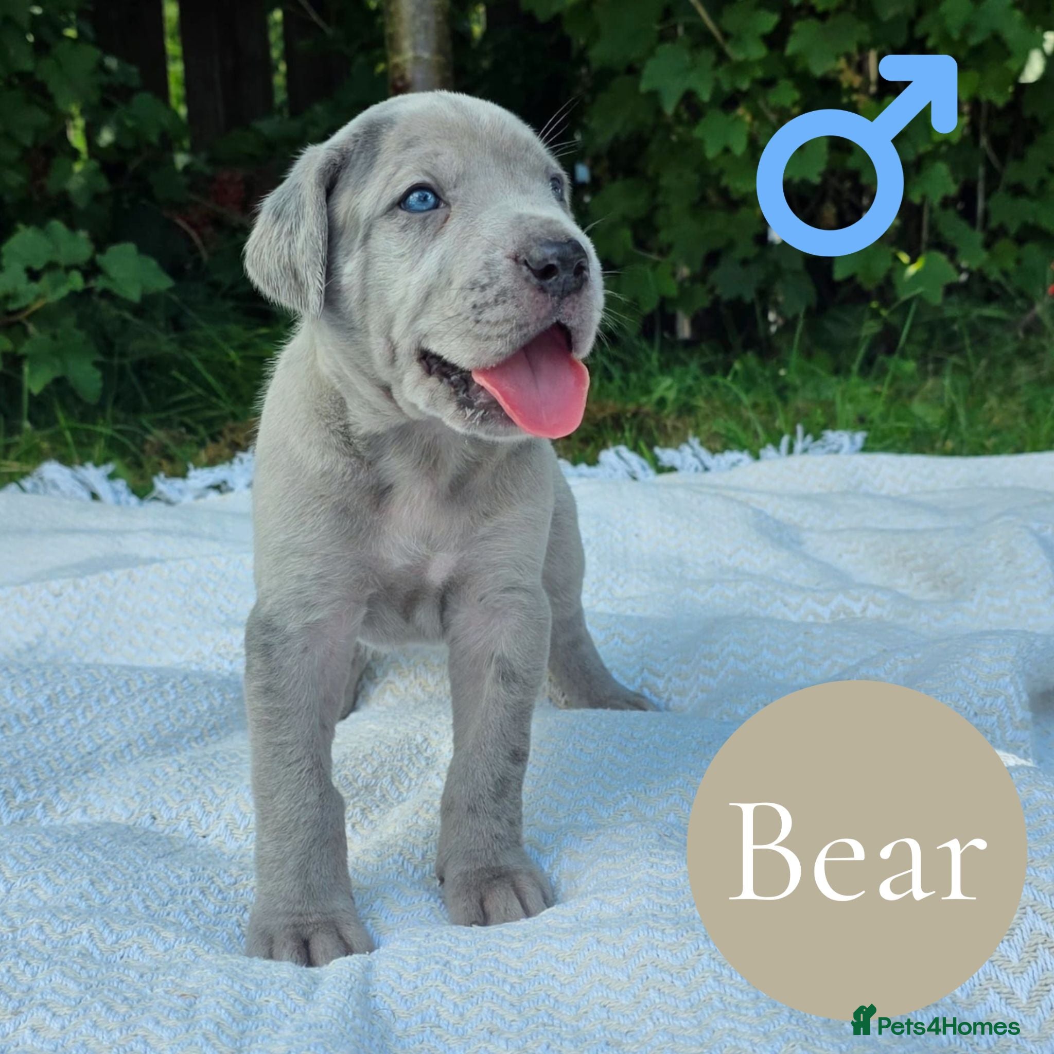 Mixed Breed dogs GreatDane x CaneCorso Pups-Exceptional Temperament - Advert 1