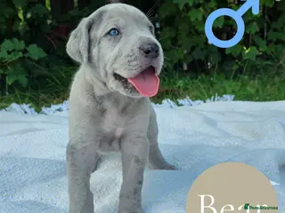 Mixed Breed dogs GreatDane x CaneCorso Pups-Exceptional Temperament - Advert 1